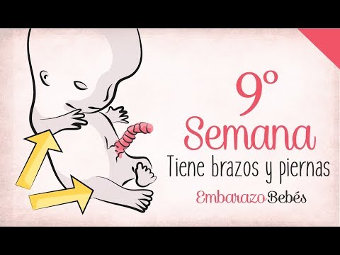 SEMANA 9 de #Embarazo | 3º Mes | Semana a semana