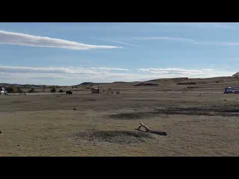 bison all over campground