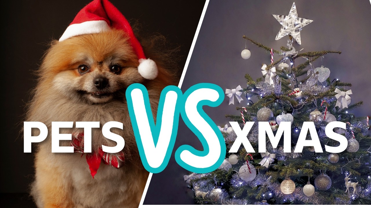 Pets Versus Christmas || ViralHog