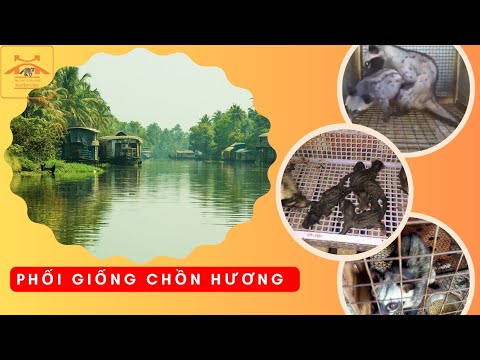 PHỐI GIỐNG CHỒN HƯƠNG