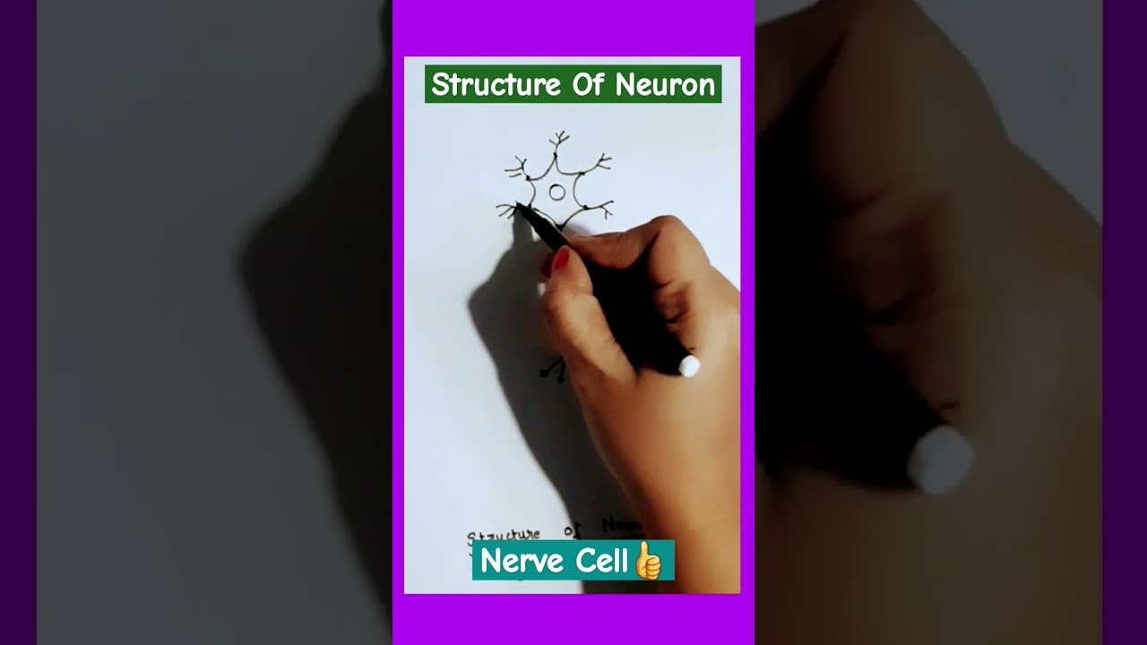 Nerve Cell Neuron Easy Draw #shorts #shortvideo #shortsvideo #short #easy #simple