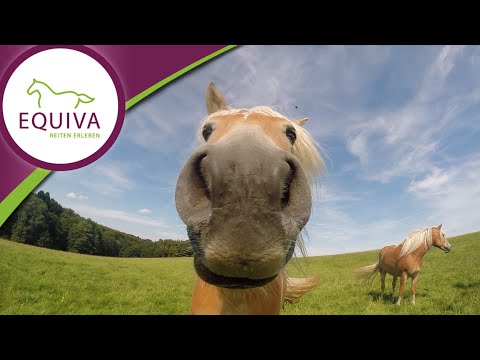 Der Haflinger im Rasseportrait