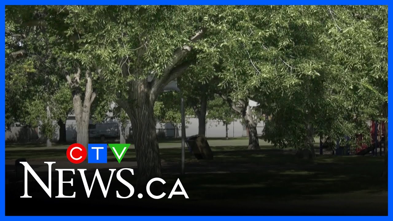Fall, winter pruning of oaks can prevent oak wilt - YouTube