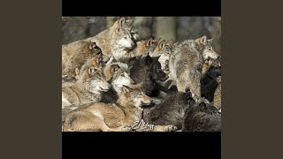 Download lagu Al Haqiqa / 2024 mp3