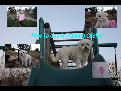How To Use A Dog Training Clicker