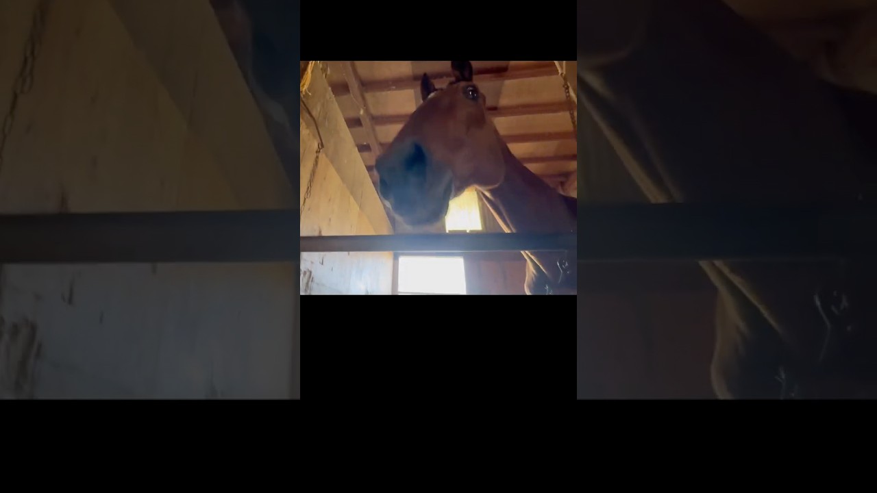 そわそわ 2/4 #引退馬　#horse 　#なみあし会　#animals