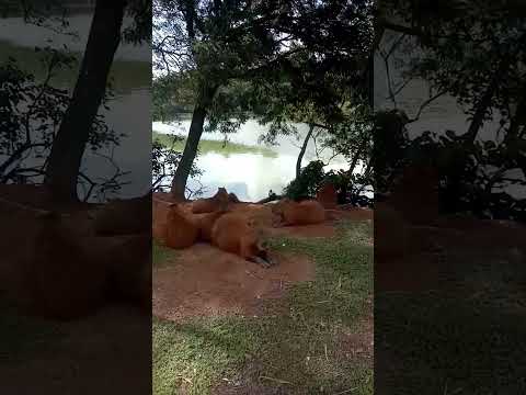 Lago Taquaral - parque Portugal.. Campinas -Sao Paulo  Brasil