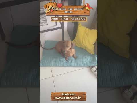 Vídeo de Não possui - estou chamando de Mel