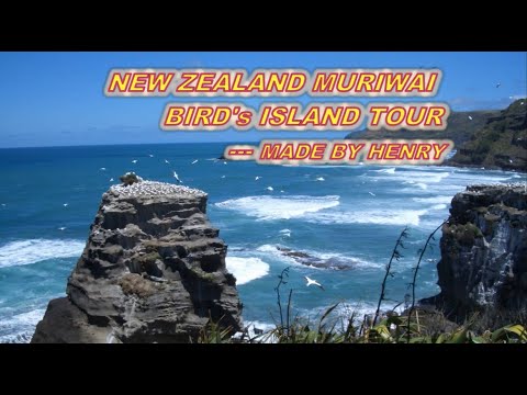 New Zealand Bird Island Driving TourMuriwai Beach