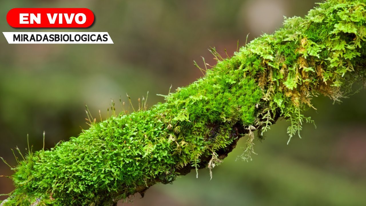 Cultivo de MUSGOS en Casa - Recolección, Cuidados, Riego, Luz...