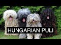 The Hungarian Puli Dog
