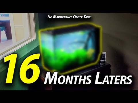 No Maintenance for 16 months Update - Fluval Spec 16 Gallon Office Aquarium