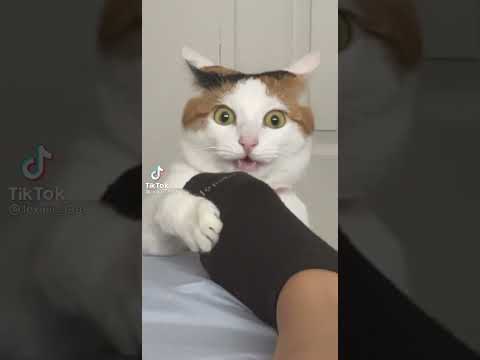 Cat Goes Crazy For Feet , Cat Plays  With Owner's Feet, Cat Bites Owners Feet #cats #funnycats #meow