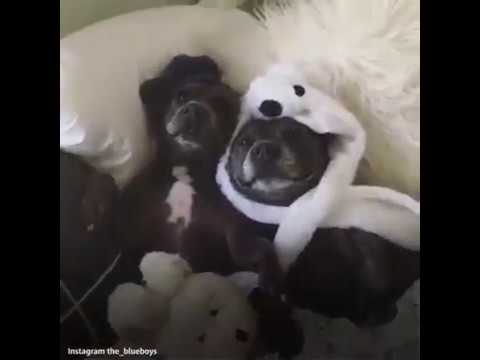 CESAR MILLAN en el hormiguero EL ENCANTADOR DE PERROS