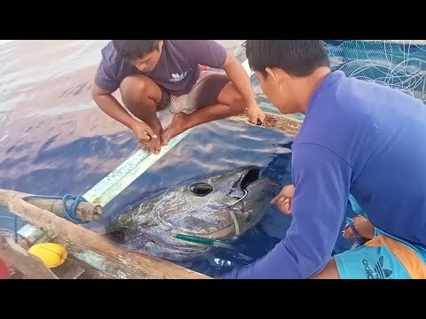 Amazing Giant Yellowfin tuna - Handline Fishing Videos - How to Catch Tuna