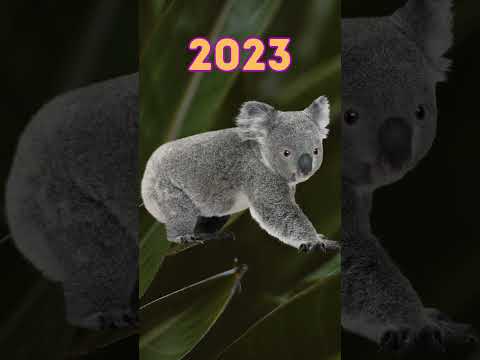 2023 Koala vs 5000 bce Koala