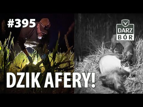 Darz Bór odc. 395  Dzik Afery