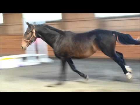 Just Sailing 2014 Gelding by Riverman ISF