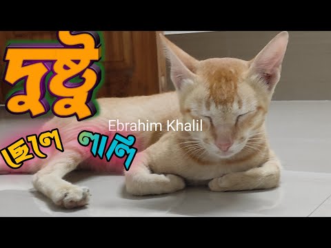 #পড়ার কথা শুনলে রাগ হয়ে যায় ওমনি#cats #catlover #dailyvlog