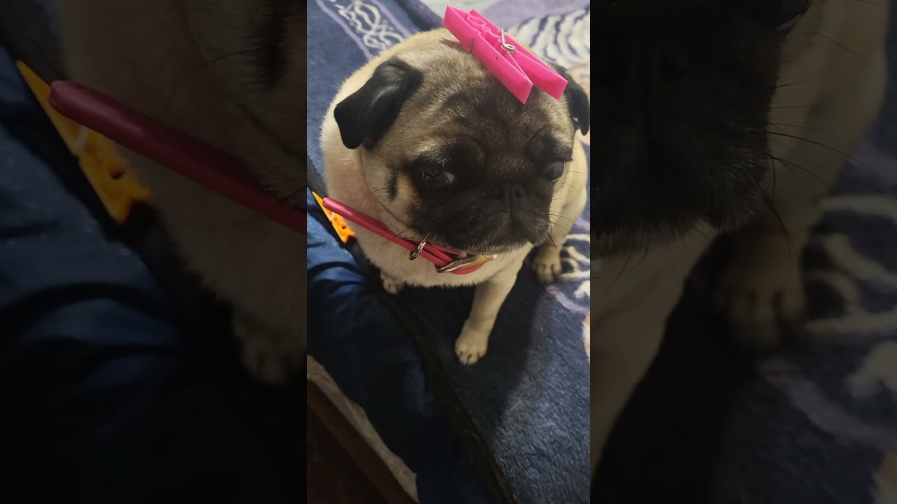 Placing pink cloths pin on Xena's head