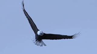 Alcest  - Tir Nan Og