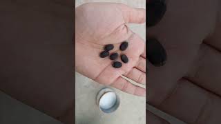 Download lagu how to grow tori (sponge gourd) at home #shorts mp3