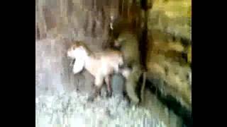 video monkey masturbation- monyet onani