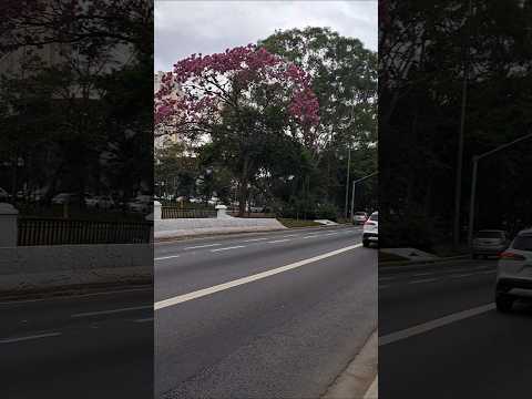 espetáculo da #natureza  #árvores #ipê #saopaulo