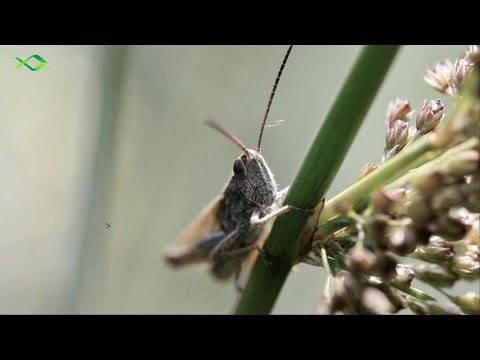 Oberflächenangeln auf Forelle - Tipp für den Forellensee