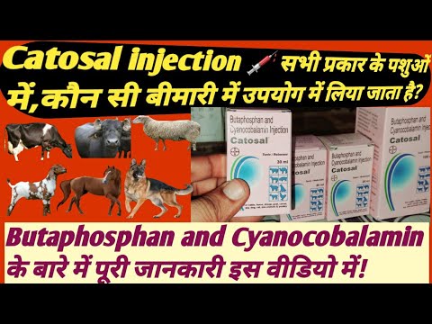 Catosal 100ml Veterinary Injections