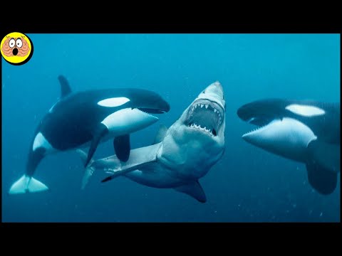 Here's Why the Orca Is Nicknamed the Killer Whale