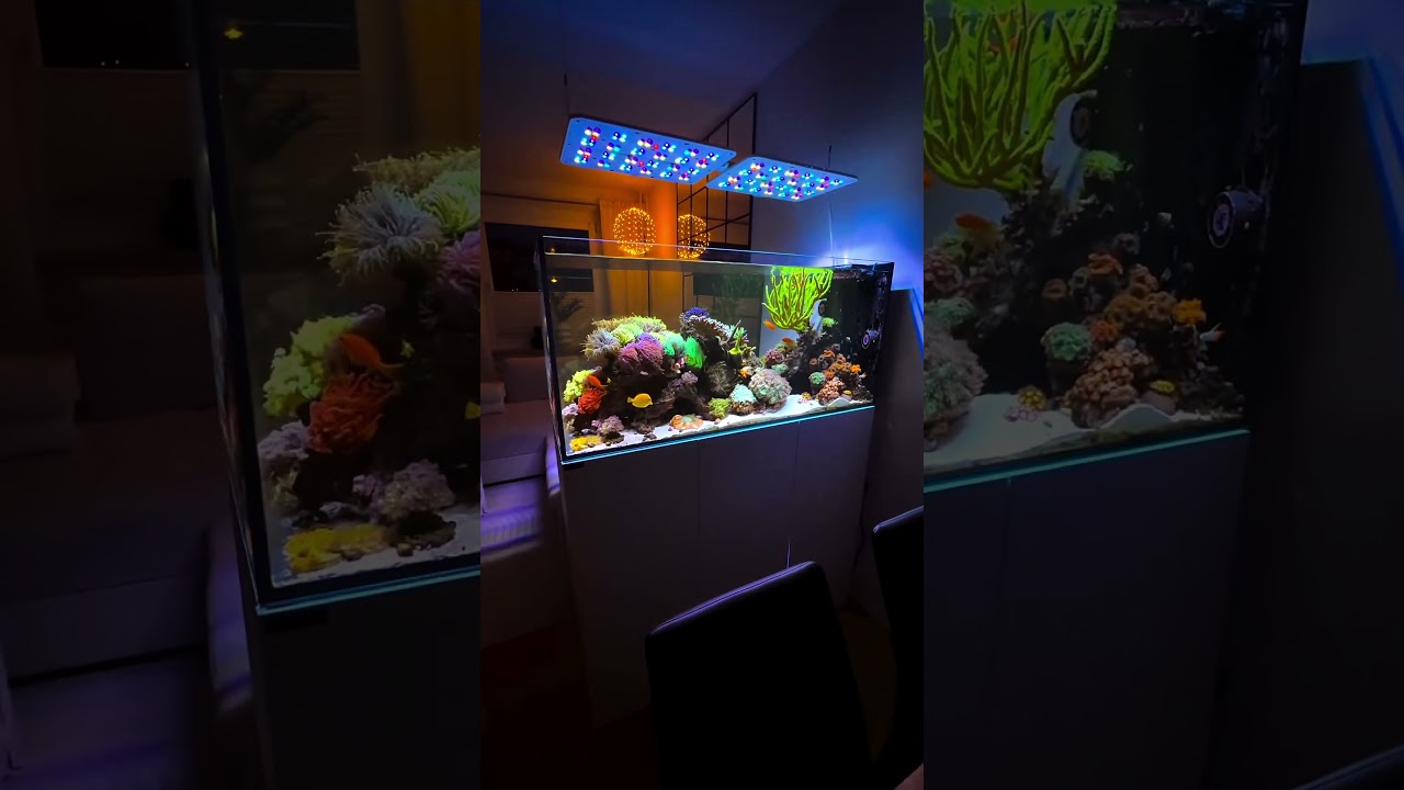 ESPECTACULAR Acuario Marino 🐠 con Peces Payaso y Corales 🌊🔥