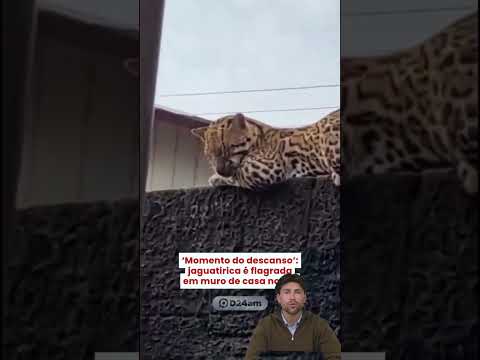 Jaguatirica descansa em muro no Amazonas