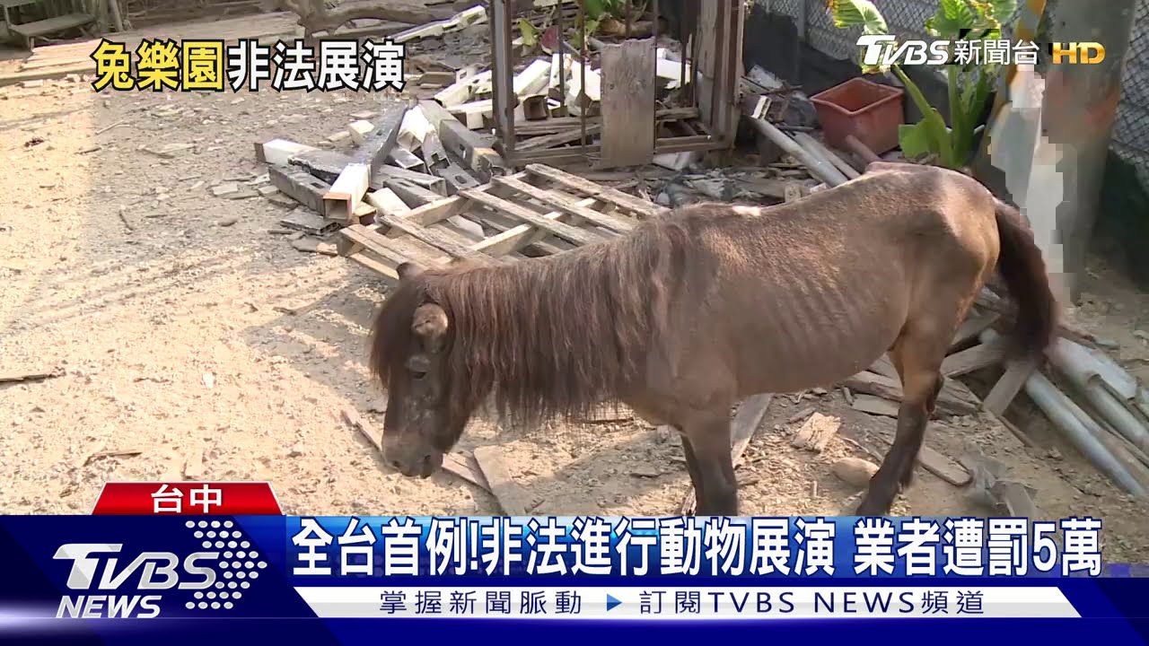 全台首例!非法進行動物展演 業者遭罰5萬