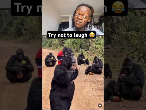 Try not to laugh 😂