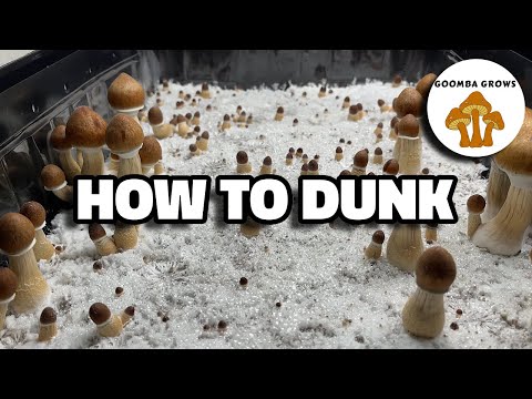 How To Rehydrate Your Monotub