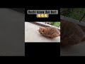 That cat still walked off with that hornet 😭😭😭