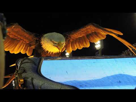 Águia da Portela 2015