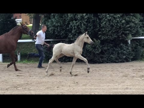 Auktionsfohlen Nr 69 HF v. First Class Colorado - Mozart