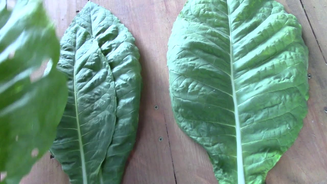 Tabac: Comment préparer des feuilles vertes non matures pour les fumer (partie I)