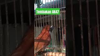 Download lagu TEPUS LEHER PUTIH GACOR mp3