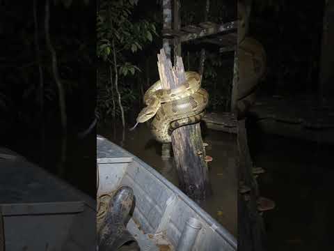 Python comes out of water in AMAZON 🐍🐊
