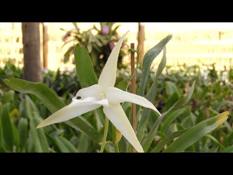 Sextou - Saiba como replantar orquídeas