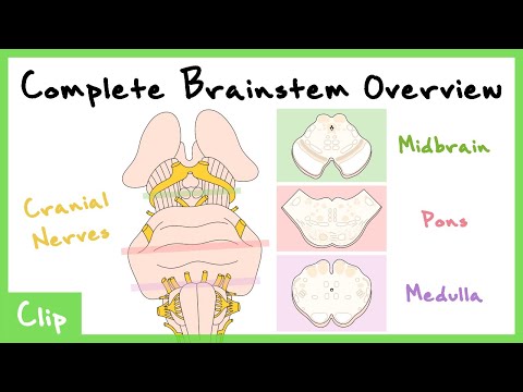 The Brainstem Explained (With Cranial Nerves & Cross Sections) | Clip