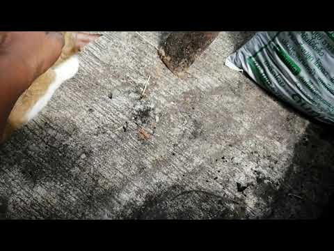 Siamese cat I Thanika chanel