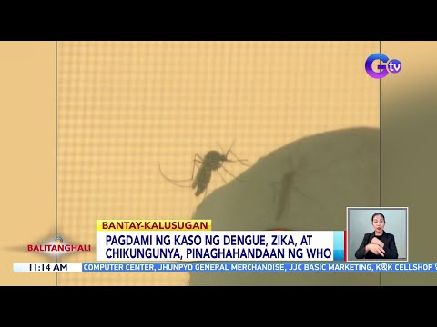 Pagdami ng kaso ng dengue, zika, at chikungunya, pinaghahandaan ng WHO BT