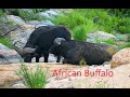 African Cape Buffalo Kruger National Park Buffalo