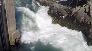 Salmon Jumping up Klickitat Falls, just off the Klickitat River Trail at the Fish Hatchery.