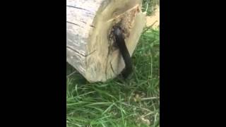 Guy cuts down tree, but there&#39;s a surprise inside