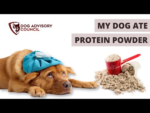 YouTube video about: Can dogs eat protein powder?